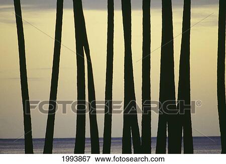 View Across Palm Tree Trunks, Pale Yellow Sky In Background View Large Photo Image Stock Photo - View Across Palm Tree Trunks, Pale Yellow Sky In Background. Fotosearch