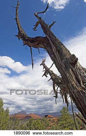 Stock Photograph - View Across Red Rock State Park With A Dead Tree In The Foreground.. Fotosearch
