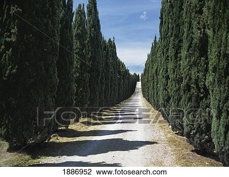 View Down Tree Lined Dirt Road View Large Photo Image Stock Image - View Down Tree Lined Dirt Road. Fotosearch