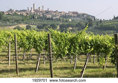 View from a country lane of vines growing in the countryside near San Gimignano, a famous medieval hilltop town with old towers, a region famous for wine, especially chianti, in Tuscany. Italy. June. View Large Photo Image Stock Image - View from a country lane of vines growing in the countryside near San Gimignano, a famous medieval hilltop town with old towers, a region famous for wine, especially chianti, in Tuscany. Italy. June.. Fotosearch