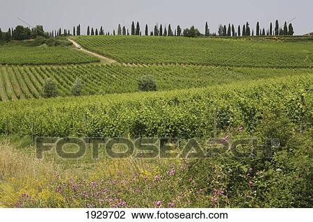 View from a country lane of vineyards in the countryside near Siena in Tuscany. Italy. June. View Large Photo Image Stock Image - View from a country lane of vineyards in the countryside near Siena in Tuscany. Italy. June.. Fotosearch