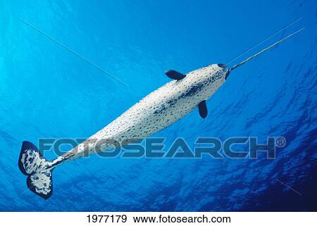 Stock Photo - View From Below, Male Narwhal (Monodon Monoceros) In Clear Blue Ocean Water Near Surface. Fotosearch