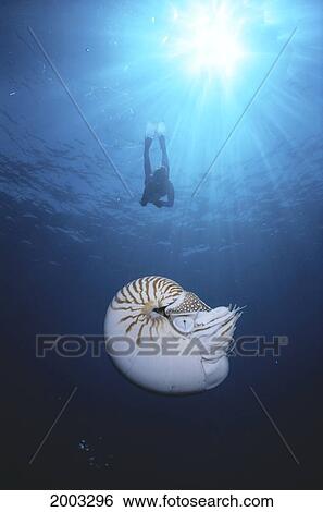 View From Below Of Diver With Chambered Nautilus, Blue Ocean, Sunburst Shining Through Above View Large Photo Image Stock Photograph - View From Below Of Diver With Chambered Nautilus, Blue Ocean, Sunburst Shining Through Above. Fotosearch