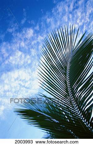 View From Below Palm Tree Fronds Blue Sky With Scattered White Clouds View Large Photo Image Stock Image - View From Below Palm Tree Fronds Blue Sky With Scattered White Clouds. Fotosearch