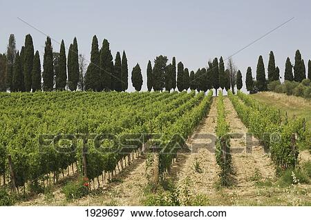 Stock Photo - View from country lane of typical Tuscany scene of cypress trees and vineyards, near 'Castellina in Chianti', a famous region known for its chianti wine, in Tuscany. Italy. June.. Fotosearch