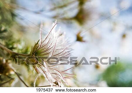 View From Side, Close-Up Of Fuzzy White Flowers View Large Photo Image Stock Photo - View From Side, Close-Up Of Fuzzy White Flowers. Fotosearch
