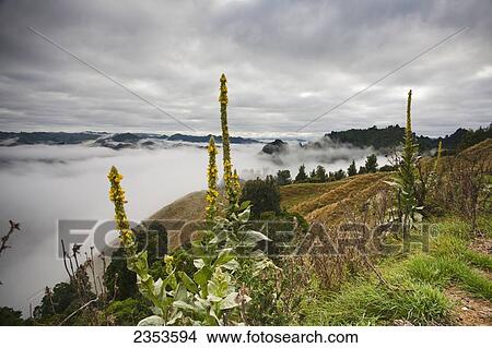 Picture - View From The Tops Of The Hills Over The Morning Fog At Blue Duck Lodge In The Whanganui National Park; Whakahoro, New Zealand. Fotosearch