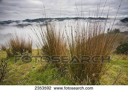 Stock Image - View From The Tops Of The Hills Over The Morning Fog At Blue Duck Lodge In The Whanganui National Park; Whakahoro, New Zealand. Fotosearch