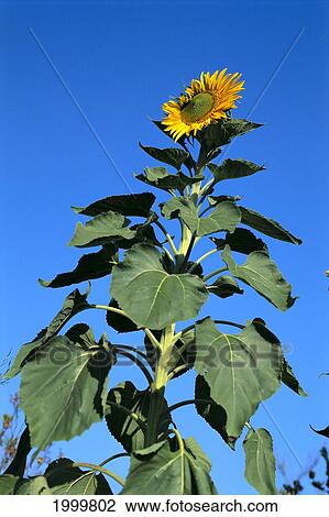 View Looking Up To Yellow Sunflower Plant In Blue Sky C1676 View Large Photo Image Stock Image - View Looking Up To Yellow Sunflower Plant In Blue Sky C1676. Fotosearch