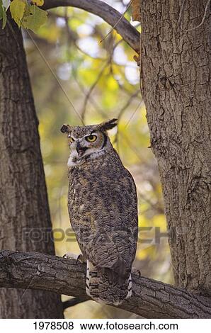 Stock Photo - View Of A Brown Great Horned Owl Sitting In A Treewith Mouth Open.. Fotosearch