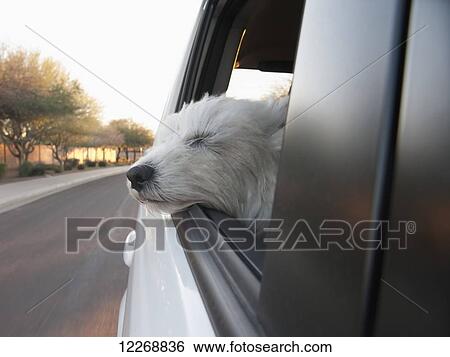 View of a dog with its head out the window of a vehicle while driving, Phoenix, Arizona, USA View Large Photo Image Stock Photograph - View of a dog with its head out the window of a vehicle while driving, Phoenix, Arizona, USA. Fotosearch