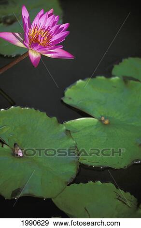 Stock Photo - View Of A Pink Water Lily Growing Over Pond With Lily Pads, Dark Water. Fotosearch