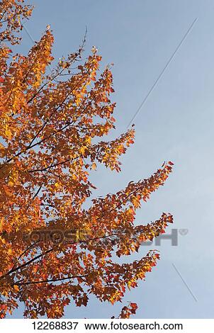 Stock Photo - View of a tree changing color to vibrant orange against a blue sky, Burlington, Vermont, USA. Fotosearch