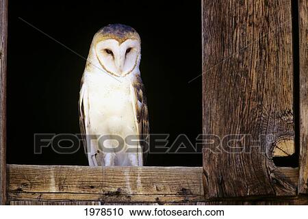 Stock Image - View Of A White Faced Barn Owl Sitting In Window Of Barn.. Fotosearch