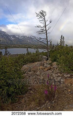 View Of An Unnamed Lake And Fireweed With A Faint Rainbow Close To The B. C. And Yukon Border, Canada View Large Photo Image Stock Photo - View Of An Unnamed Lake And Fireweed With A Faint Rainbow Close To The B. C. And Yukon Border, Canada. Fotosearch