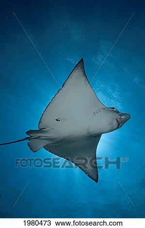 View of backlit Spotted Eagle Ray (Aetobatus Narinari) in Micronesia; Palau View Large Photo Image Stock Image - View of backlit Spotted Eagle Ray (Aetobatus Narinari) in Micronesia; Palau. Fotosearch