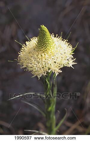 View Of Beargrass Or Indian Basketgrass Flower View Large Photo Image Stock Photo - View Of Beargrass Or Indian Basketgrass Flower. Fotosearch
