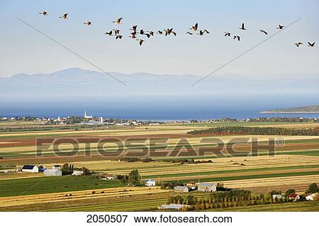 View Of Canada Geese, Fields, Farms And St. Lawrence River At Sunrise, Kamouraska Village, Bas-Saint-Laurent Region Quebec. View Large Photo Image Stock Photo - View Of Canada Geese, Fields, Farms And St. Lawrence River At Sunrise, Kamouraska Village, Bas-Saint-Laurent Region Quebec.. Fotosearch