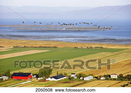 View Of Canada Geese, Fields, Farms And St. Lawrence River At Sunrise, Kamouraska Village, Bas-Saint-Laurent Region, Quebec. View Large Photo Image Stock Photo - View Of Canada Geese, Fields, Farms And St. Lawrence River At Sunrise, Kamouraska Village, Bas-Saint-Laurent Region, Quebec.. Fotosearch