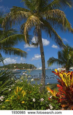 Stock Photography - View Of Colorful Plants And Palm Trees Near The Waters Of The Lagoon, St George's; St. George's, Grenada. Fotosearch