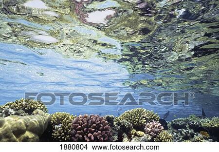Picture - View Of Coral In Shallow Waters. Fotosearch