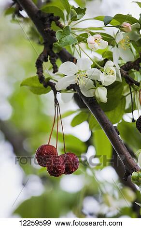 View of crab apple tree fruit, Monteregie region; Quebec, Canada View Large Photo Image Stock Photo - View of crab apple tree fruit, Monteregie region; Quebec, Canada. Fotosearch
