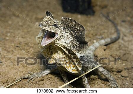 Stock Image - View of Frilled Lizard (Chlamydosaurus Kingii); Australia. Fotosearch