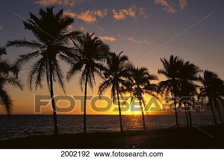Stock Image - View Of Golden Sunset Over Ocean, Row Of Palm Trees Silhouetted. Fotosearch