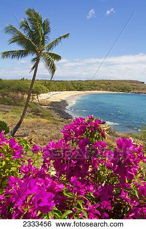 View of Hulopoe Beach and Manele Bay, viewed from Four Seasons Resort Lanai at Manele Bay; Lanai, Hawaii, United States of America View Large Photo Image Stock Photograph - View of Hulopoe Beach and Manele Bay, viewed from Four Seasons Resort Lanai at Manele Bay; Lanai, Hawaii, United States of America. Fotosearch
