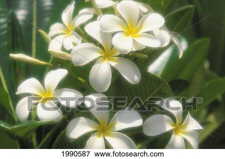 View Of Many White Plumeria Flowers, Pale Yellow Centers, Green Leaves View Large Photo Image Stock Photo - View Of Many White Plumeria Flowers, Pale Yellow Centers, Green Leaves. Fotosearch