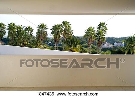 View Of Palm Trees From Behind Wall; Puerto Vallarta, Mexico View Large Photo Image Stock Photograph - View Of Palm Trees From Behind Wall; Puerto Vallarta, Mexico. Fotosearch