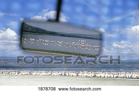 View Of Pelicans And Flamingos In Rearview Mirror View Large Photo Image Stock Photo - View Of Pelicans And Flamingos In Rearview Mirror. Fotosearch