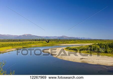 Stock Photo - View of Ravens flying above the Kobuk river outside of Shungnak, Arctic Alaska, summer. Fotosearch