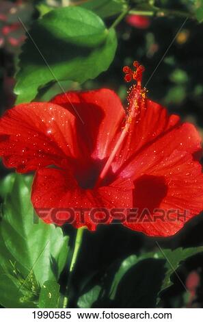 Stock Photography - View Of Red Hibiscus Flower, Open On Green Plant, Close-Up. Fotosearch