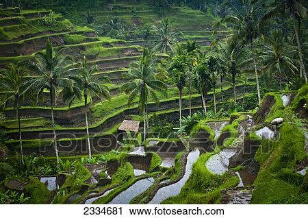 View Of Rice Terraces; Ubud, Bali, Indonesia View Large Photo Image Stock Image - View Of Rice Terraces; Ubud, Bali, Indonesia. Fotosearch