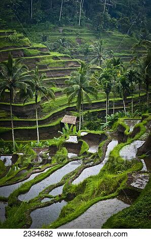 View Of Rice Terraces; Ubud, Bali, Indonesia View Large Photo Image Stock Image - View Of Rice Terraces; Ubud, Bali, Indonesia. Fotosearch