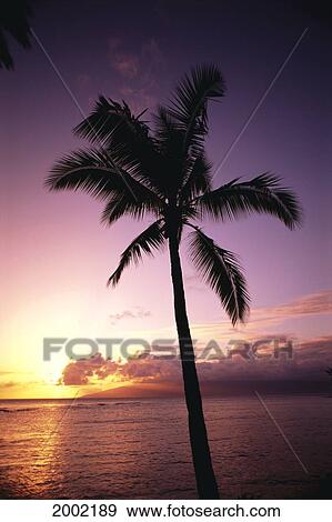 Stock Photo - View Of Single Palm Tree By Ocean At Sunset, Calm Waters, Purple And Pink Hues. Fotosearch