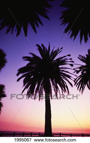 View Of Single Palm Tree, Surrounded By Other Palm Tree Tops, Background Is Golden Sunset View Large Photo Image Stock Photo - View Of Single Palm Tree, Surrounded By Other Palm Tree Tops, Background Is Golden Sunset. Fotosearch