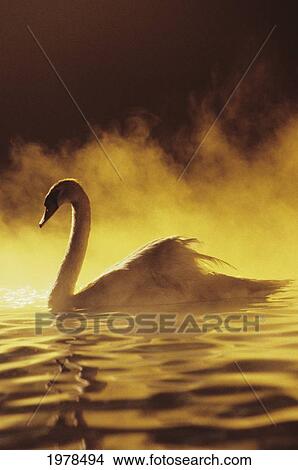 Picture - View of Single White African Swan in water. Fotosearch