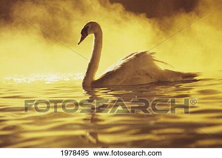 View of single white African Swan in water View Large Photo Image Stock Photography - View of single white African Swan in water. Fotosearch