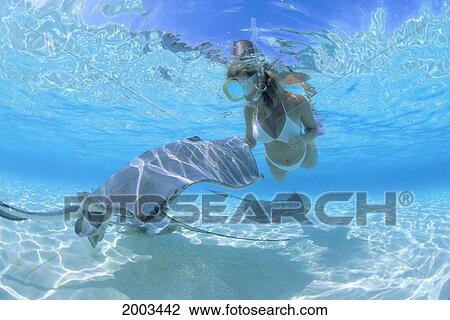 View Of Snorkelers At Surface In Clear Turquoise Water With Stingrays, Shadows On Sandy Bottom View Large Photo Image Stock Image - View Of Snorkelers At Surface In Clear Turquoise Water With Stingrays, Shadows On Sandy Bottom. Fotosearch