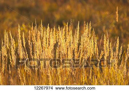 View of sun shining through grasses, Shungnak, Arctic Alaska, Autumn View Large Photo Image Picture - View of sun shining through grasses, Shungnak, Arctic Alaska, Autumn. Fotosearch