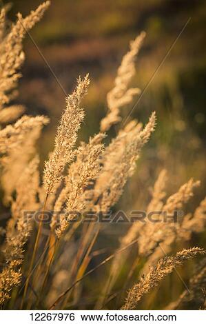Stock Photograph - View of sun shining through grasses, Shungnak, Arctic Alaska, Autumn. Fotosearch