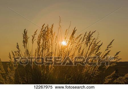 Stock Photography - View of sun shining through grasses, Shungnak, Arctic Alaska, Autumn. Fotosearch