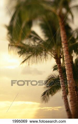 Stock Photo - View Of Sunset Beaming Through The Clouds, Row Of Palm Trees On The Side. Fotosearch