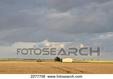 View Of The French Countryside With Wheat Fields And Round Trees, France View Large Photo Image Stock Photograph - View Of The French Countryside With Wheat Fields And Round Trees, France. Fotosearch
