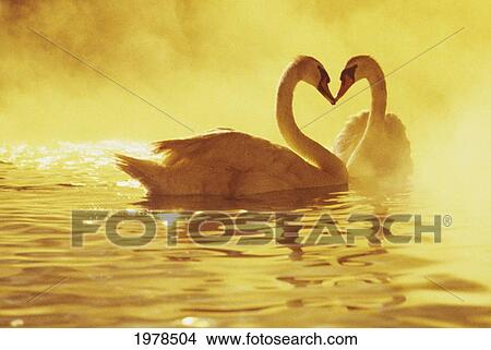 View Of Two African Swans, Misty Sunset, Romantic Setting, Heads Together Ina Heart Shape. View Large Photo Image Picture - View Of Two African Swans, Misty Sunset, Romantic Setting, Heads Together Ina Heart Shape.. Fotosearch