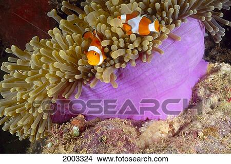 View Of Two Small Clownfish Swimming Into Anemone (Amphiprion Ocellaris) View Large Photo Image Picture - View Of Two Small Clownfish Swimming Into Anemone (Amphiprion Ocellaris). Fotosearch