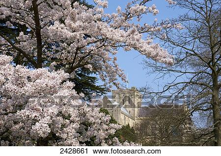 View of Winchester Cathedral with spring blossoms on the trees; Winchester, Hampshire, England View Large Photo Image Stock Image - View of Winchester Cathedral with spring blossoms on the trees; Winchester, Hampshire, England. Fotosearch