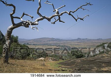 View Over Landscape With Dead Tree View Large Photo Image Picture - View Over Landscape With Dead Tree. Fotosearch